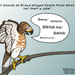90% of the time Broad-wing Hawk laughs on tv are just dubbed over with Red-tailed Hawk sounds.
